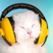 muzyka dla kota